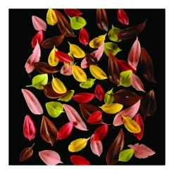 Couteau Inox Plume 8 x 2,3 cm Flychoc Pavoni