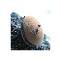 Demi-Oeufs Flexipan - Moule silicone